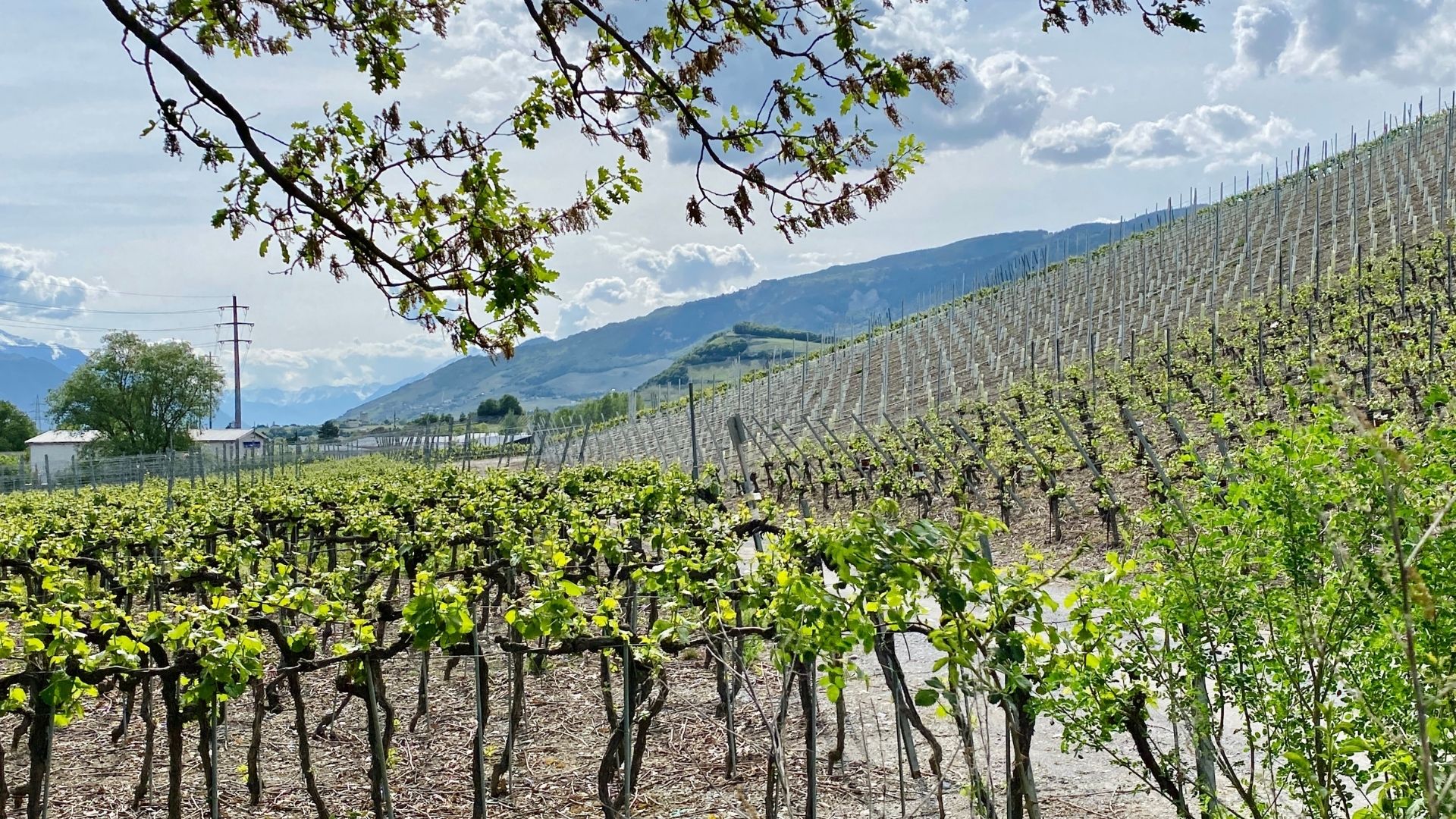 Salquenen anticipe la raréfaction de l’eau pour l’irrigation de son vignoble